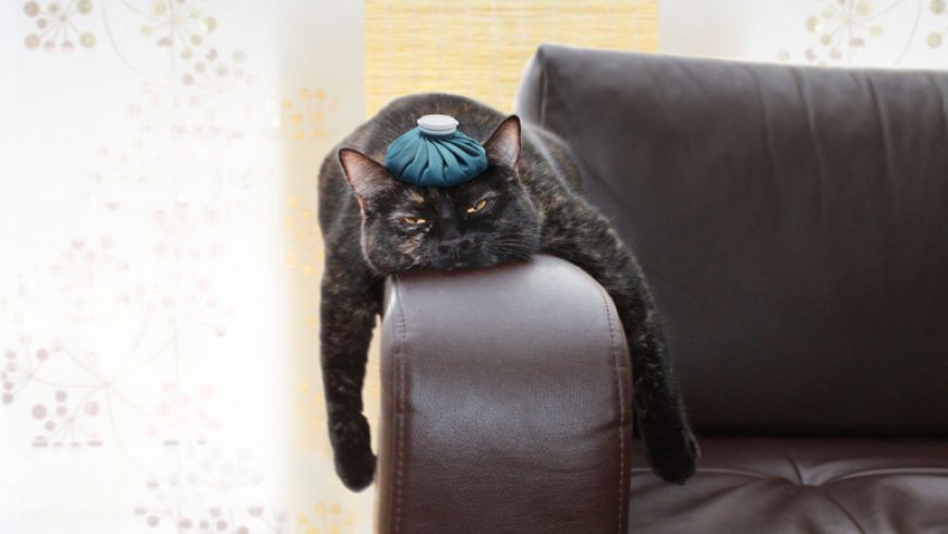 Tips tegen een kater