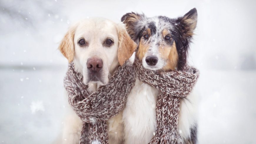 Dieren verzorgen in de winter dankzij deze tips!
